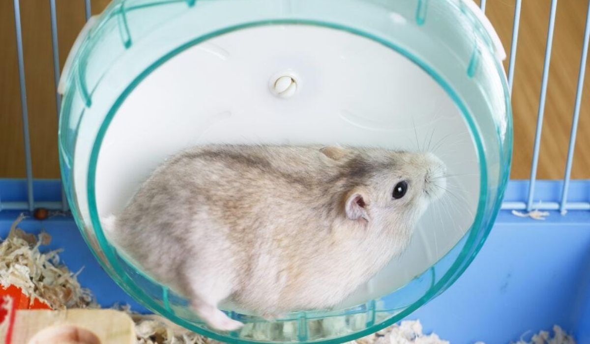 hamster